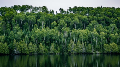 Superior National Forest