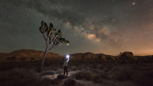 Light painting a Joshua Tree at night