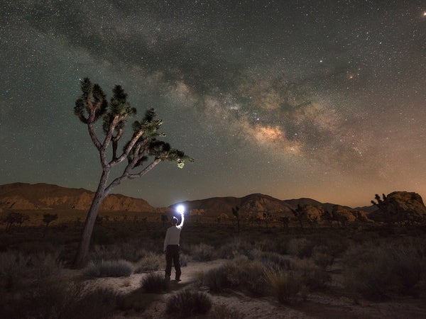 Light painting a Joshua Tree at night