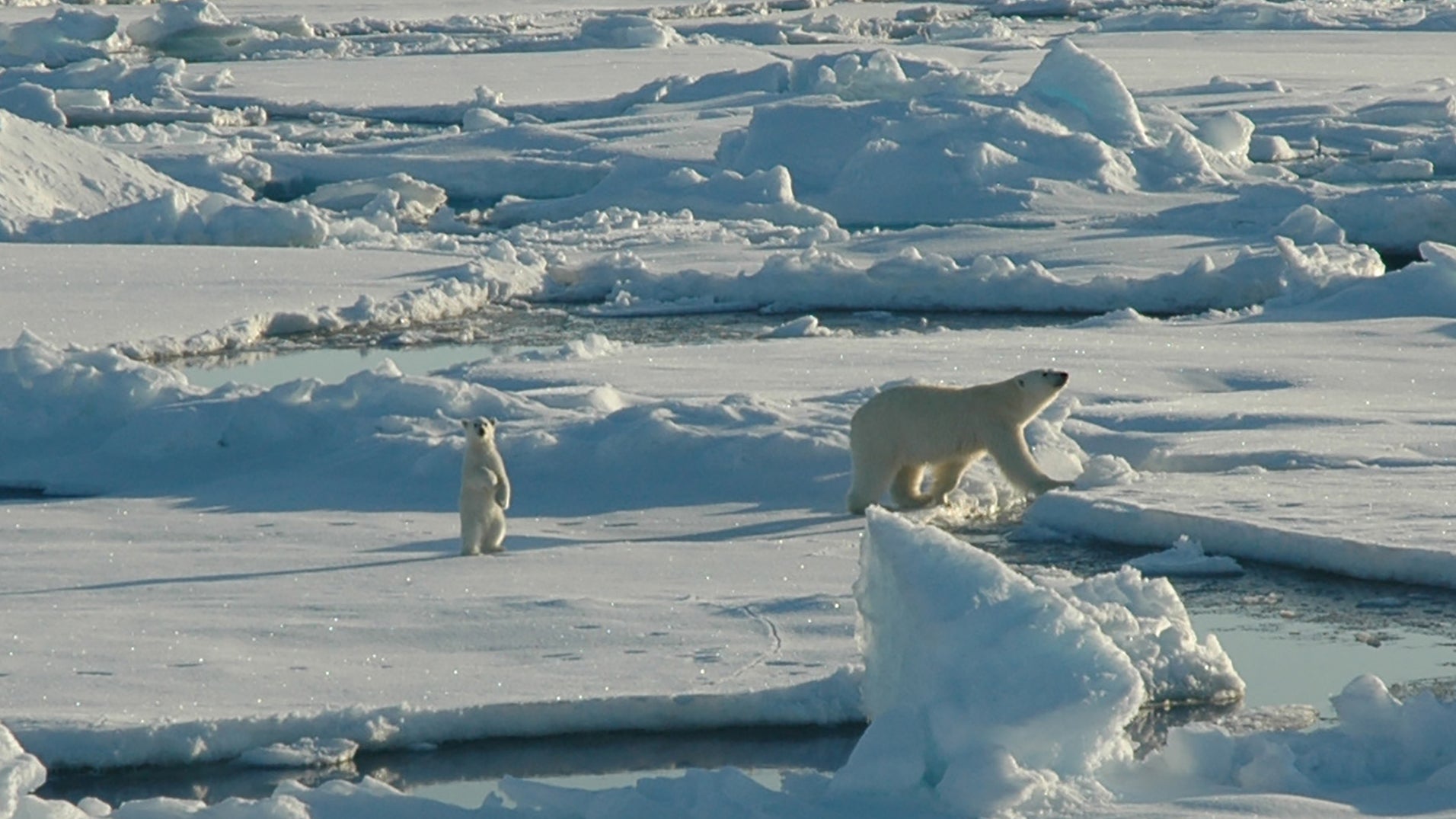 A polar bear cub with its mother, in Alaska.