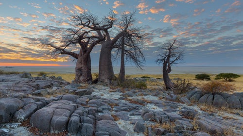 Clouds coloured by the sun and baobab's