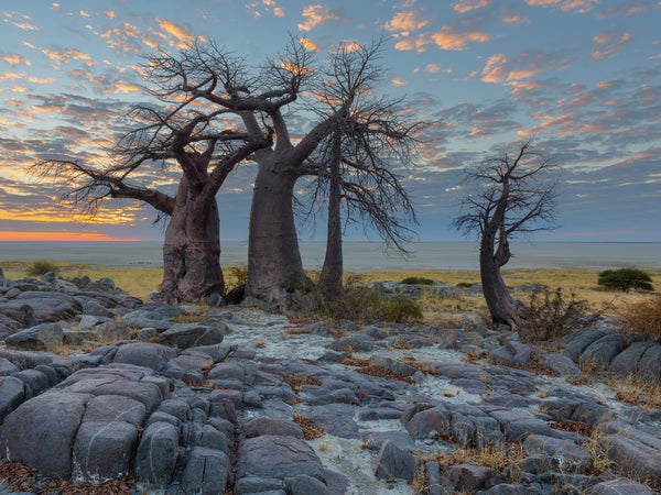 Clouds coloured by the sun and baobab's