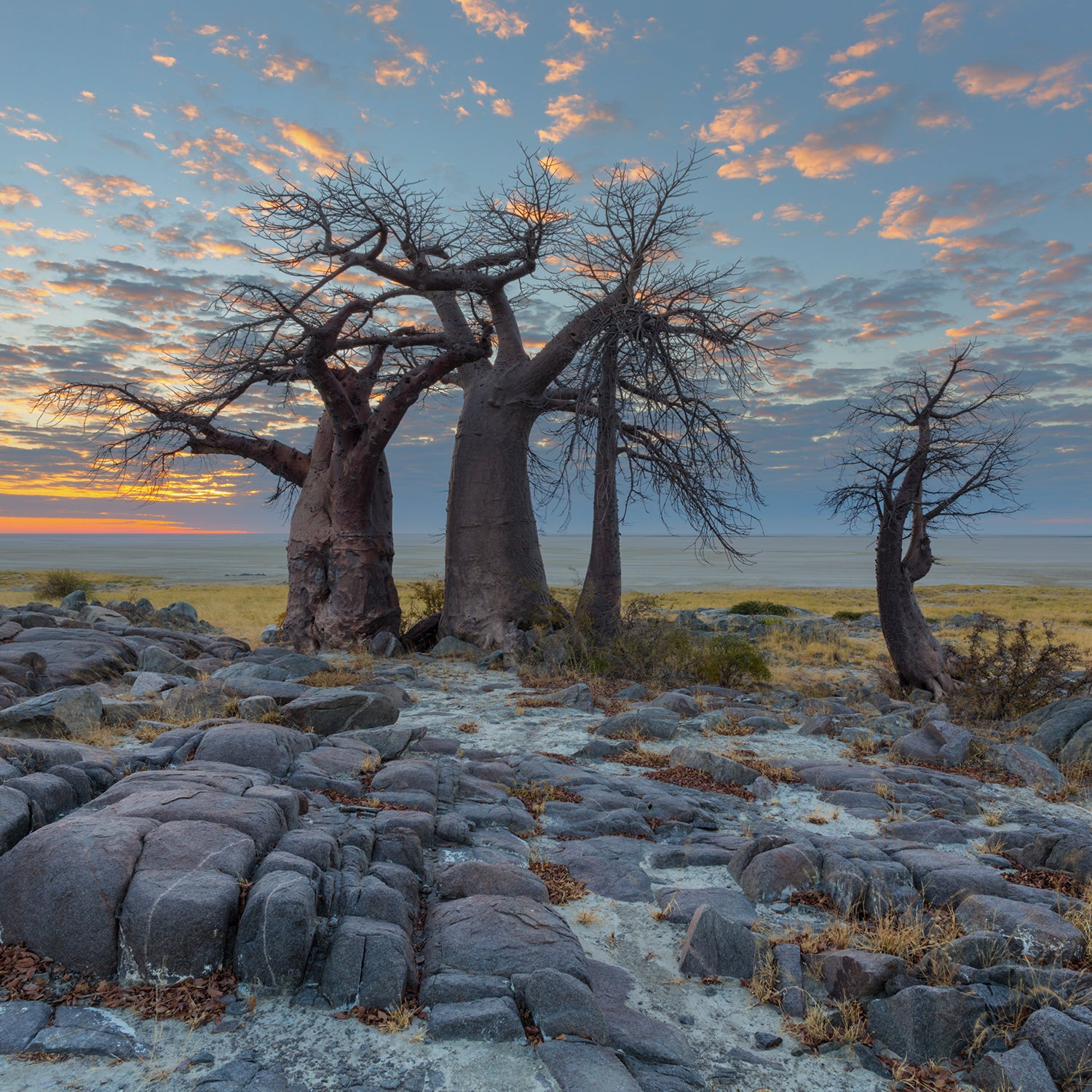 Clouds coloured by the sun and baobab's