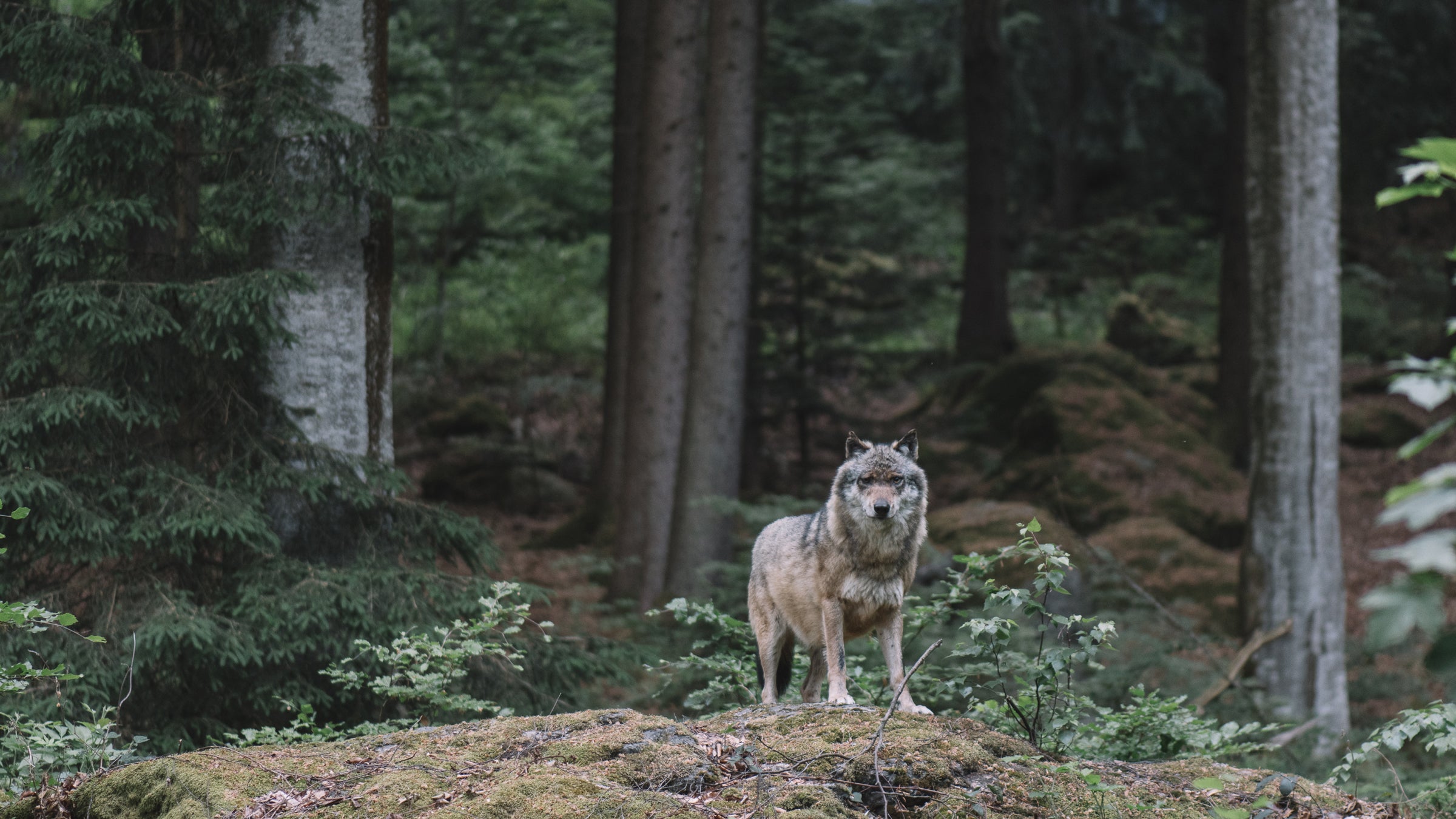 Wolf at Bayerischer Wald national park, Germany