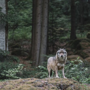 Wolf at Bayerischer Wald national park, Germany