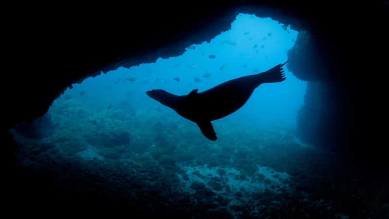 Sea Lion Silhouette