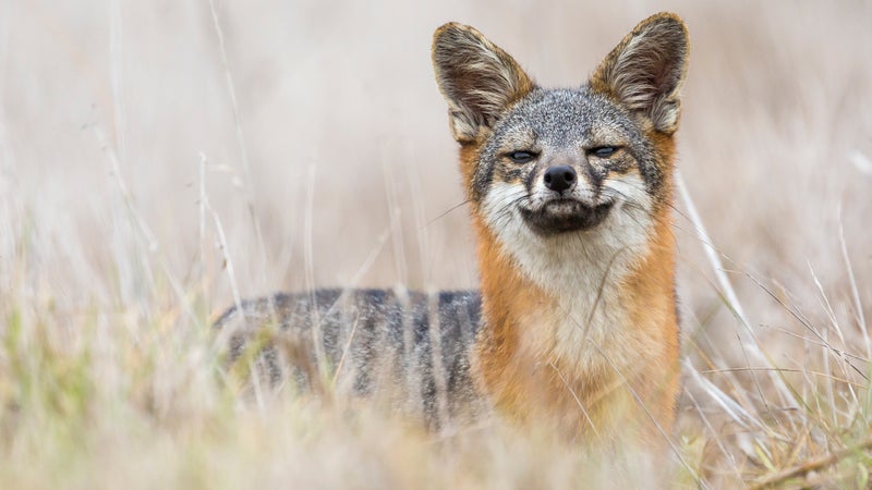 Rare Island Fox in Channel Islands National Park