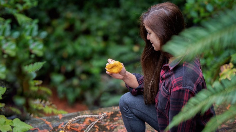 Autumn Mushroom Foraging, Eurasian Woman Examines Freshly Gathered Edible Chanterelle