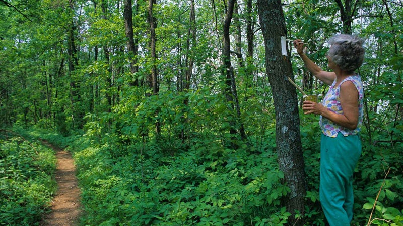 An AT volunteer touches up a white blaze marker