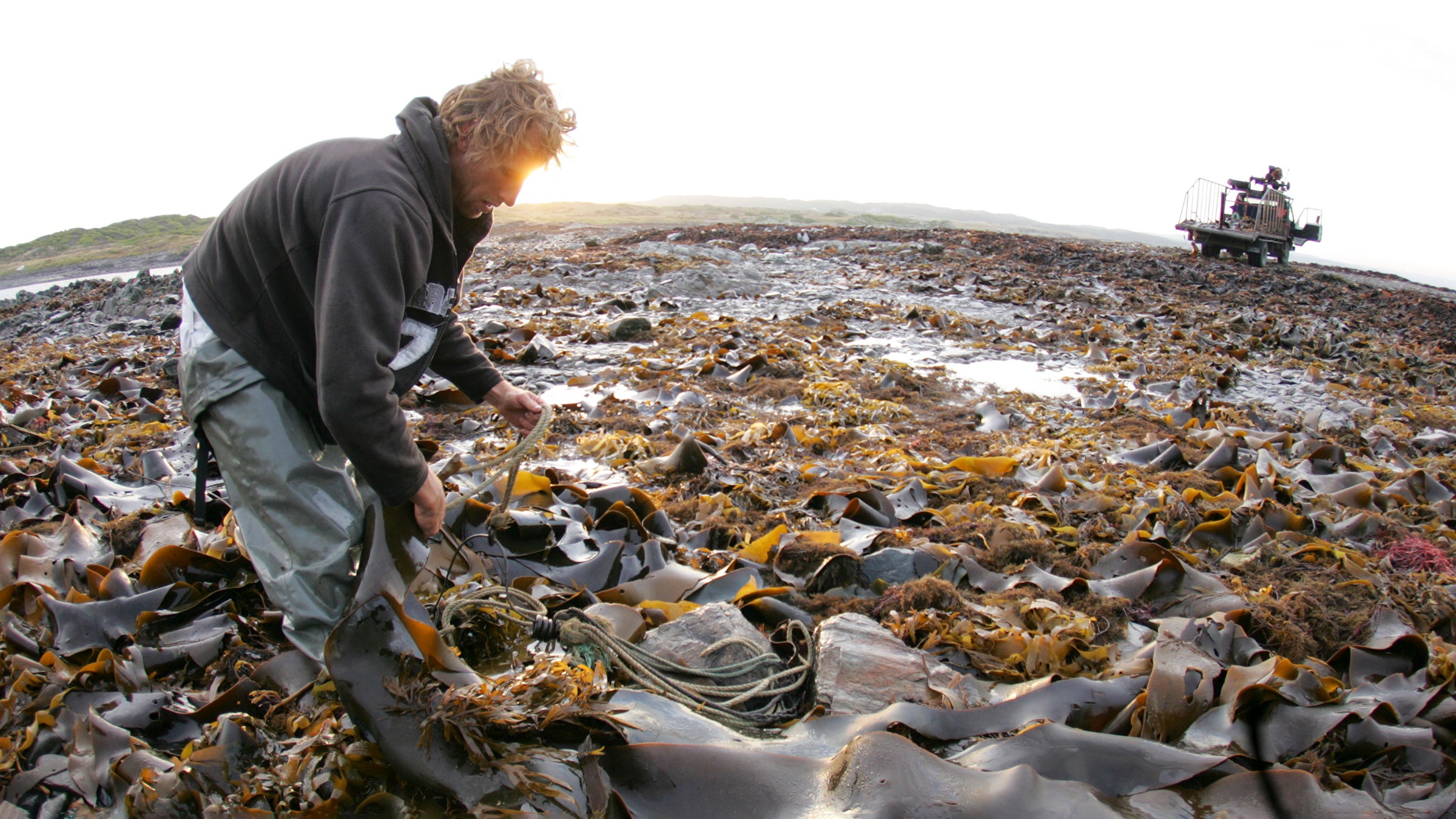 Kelp farming on King Island, Australia.