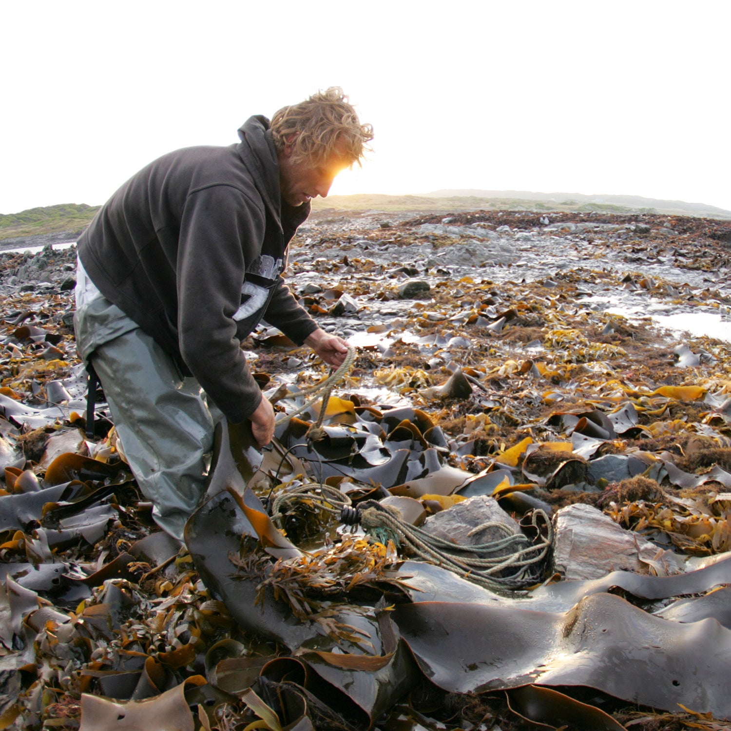 Kelp farming on King Island, Australia.