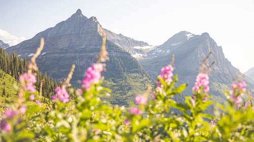 Fireweed blooms bright along Going-to-the-Sun Road.