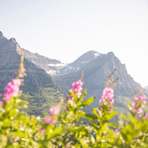 Fireweed blooms bright along Going-to-the-Sun Road.
