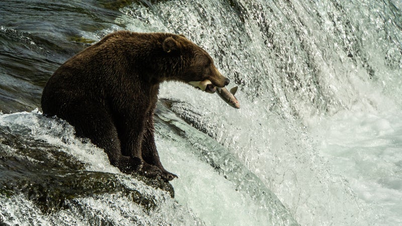 One of the oldest – and most beloved – bears at Katmai National Park  finally returns to Brooks Falls - Alaska Public Media