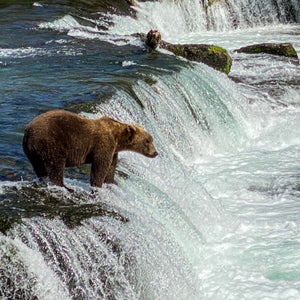 Every June through October brown bears show up to feed on salmon before winter