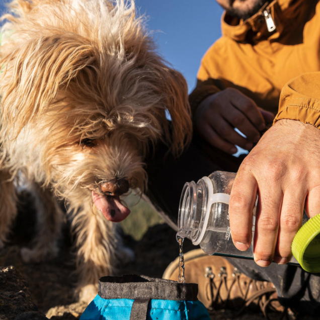 5 Tips for Adventuring with Your Dog