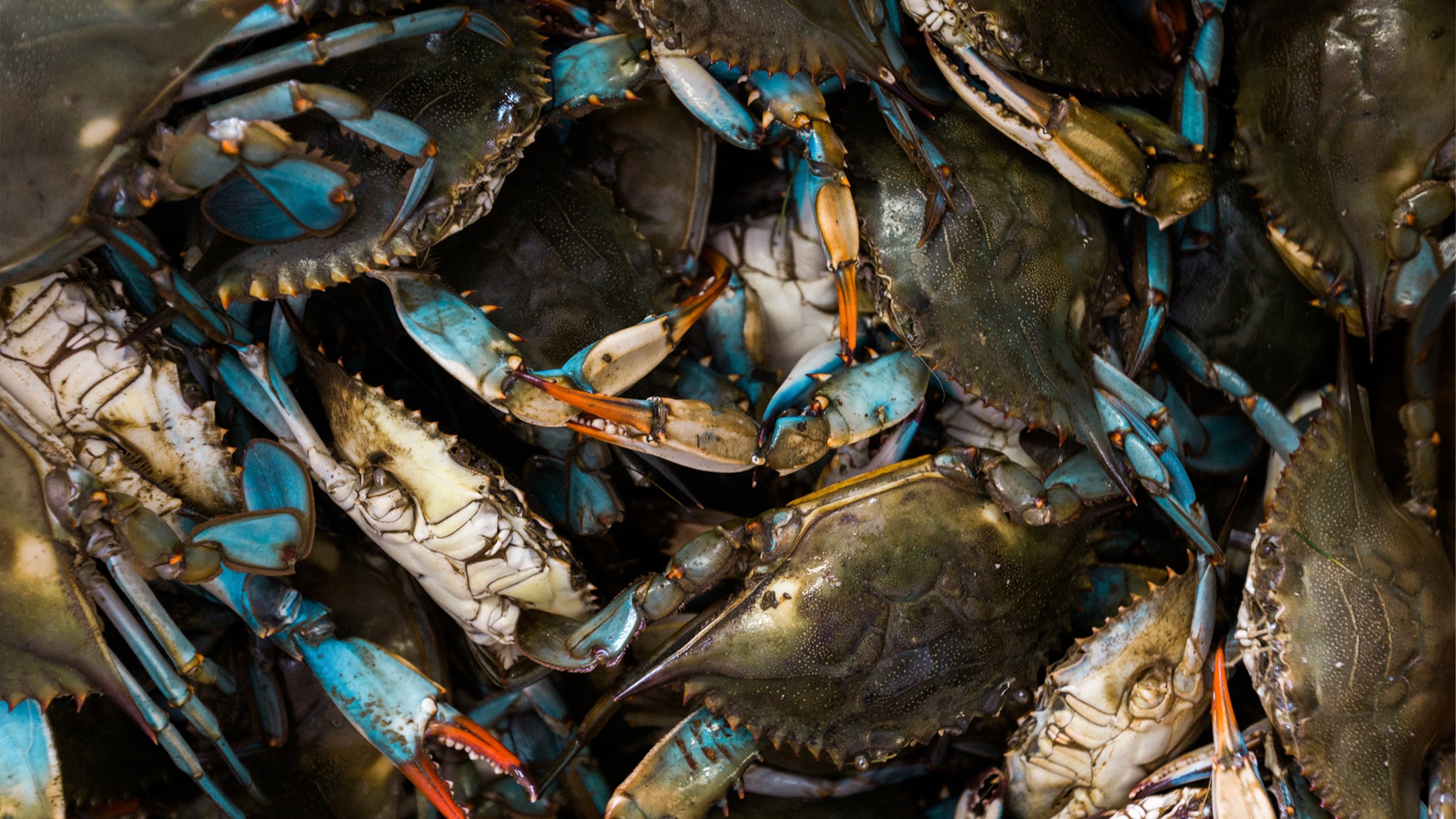 You can now get fresh Chesapeake Bay soft-shell crabs in Nevada if you want.