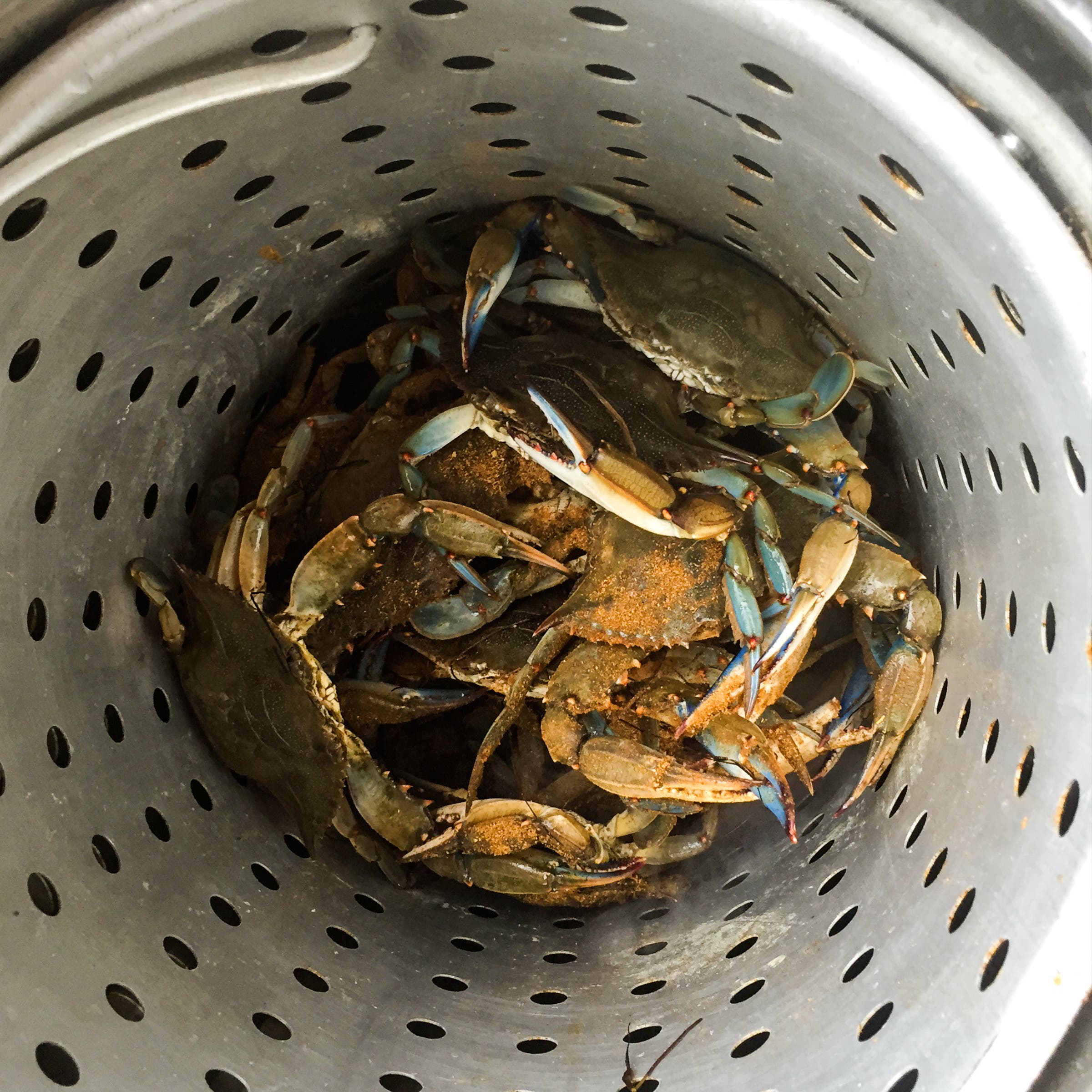 Out of the bay and into the pot. Blue crabs on their way to becoming dinner.