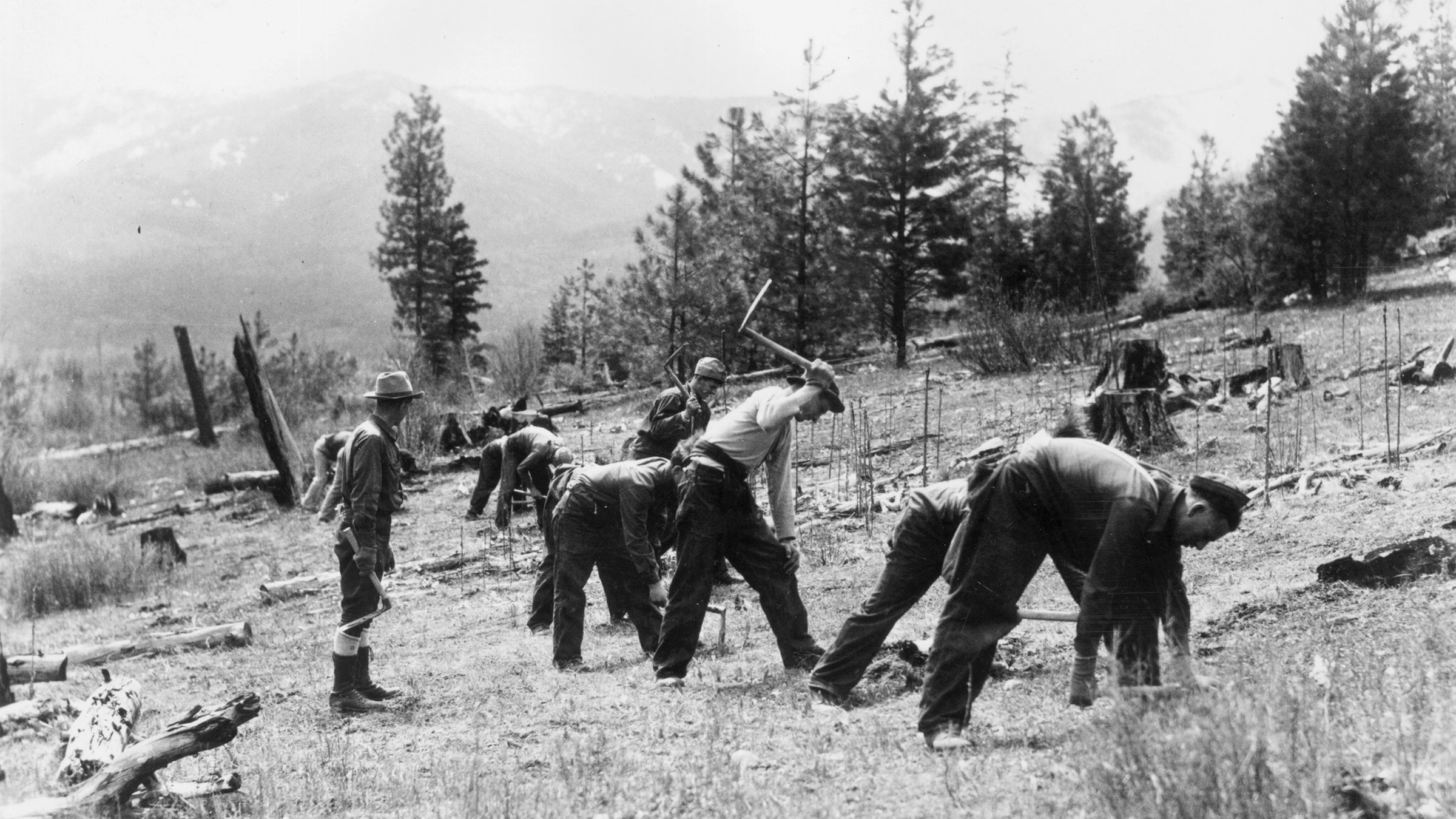A group of men planting trees during a Civilian Conservation Corps project on the Nett Lake Reservation in Minnesota