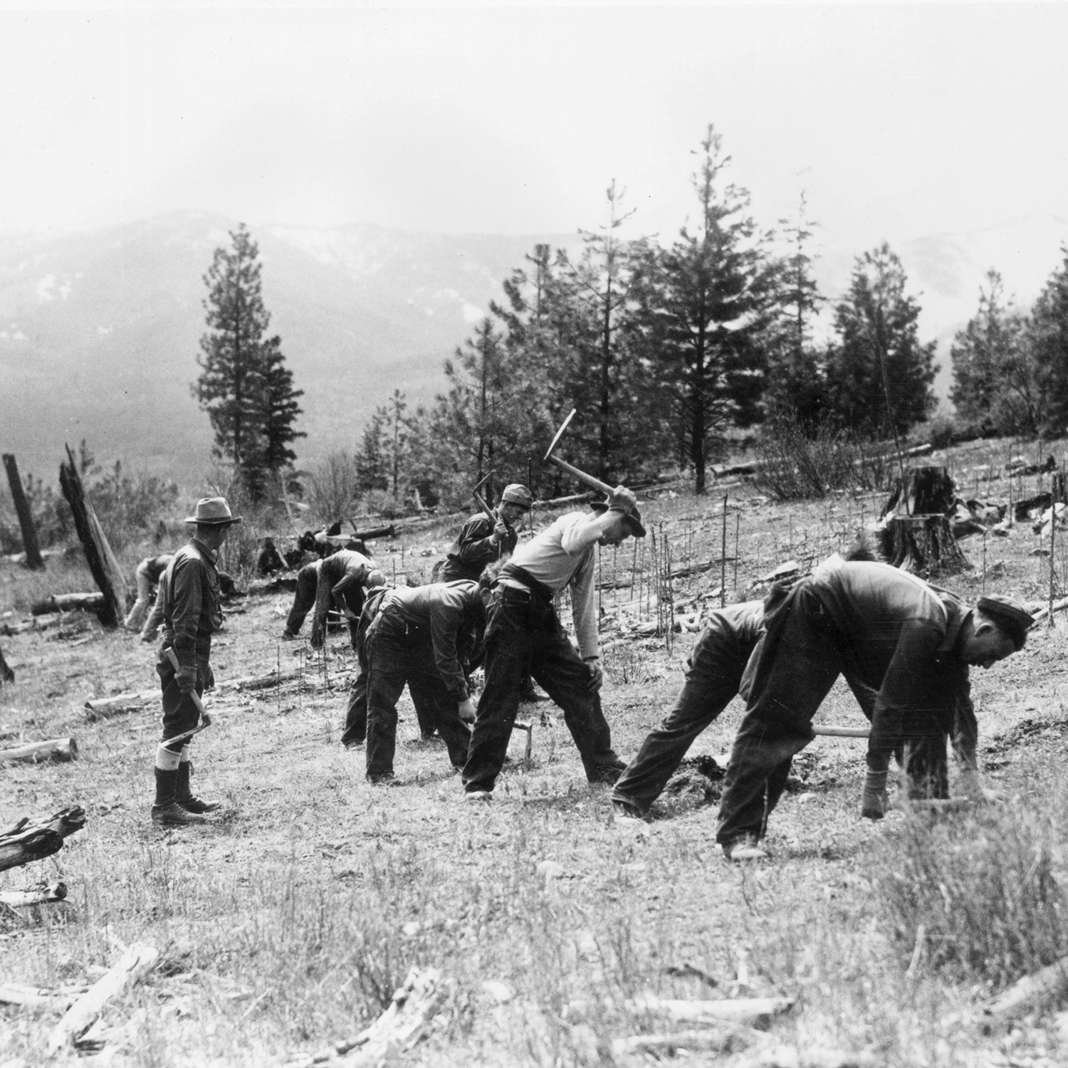 A group of men planting trees during a Civilian Conservation Corps project on the Nett Lake Reservation in Minnesota