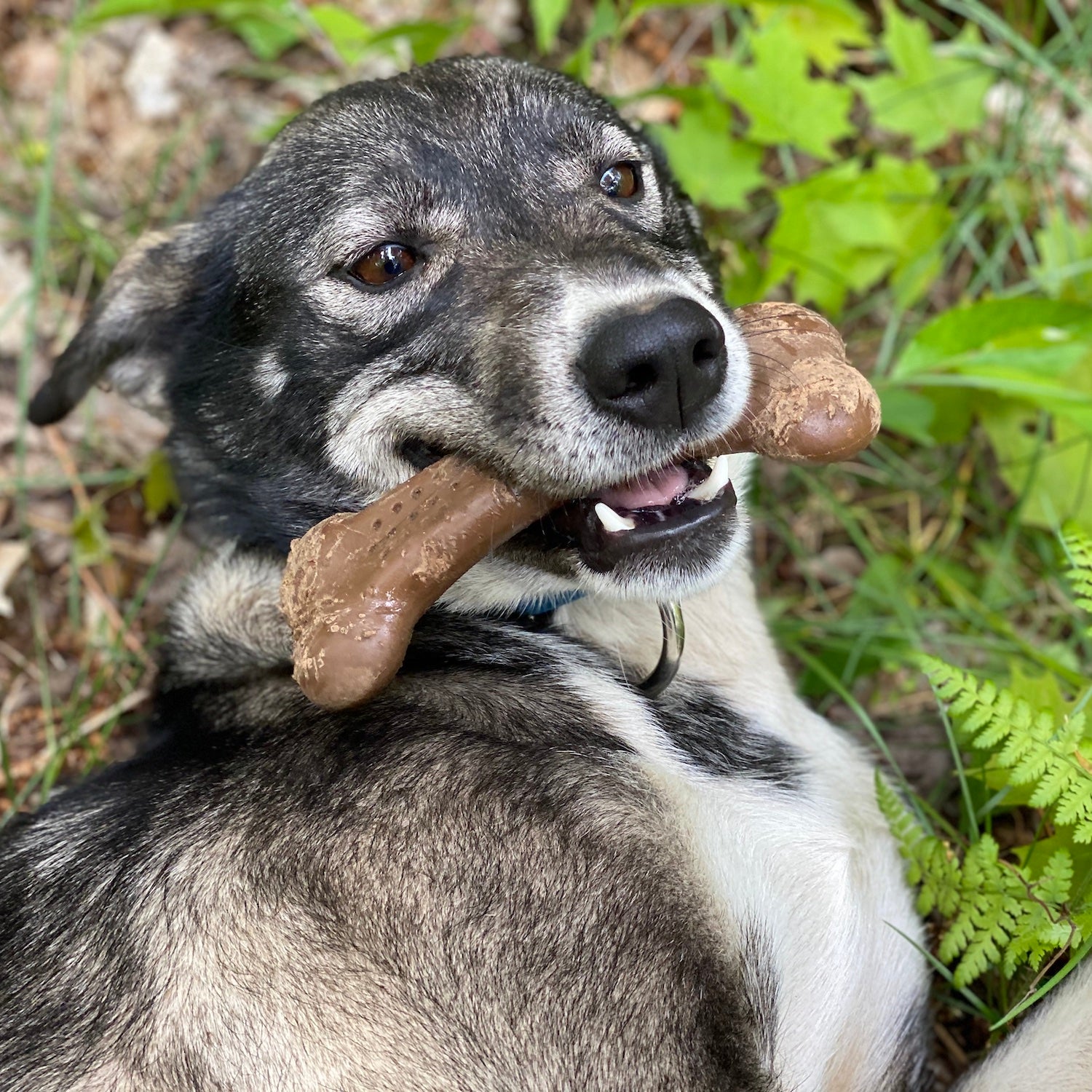 The Best Dog Toys, According to a Musher