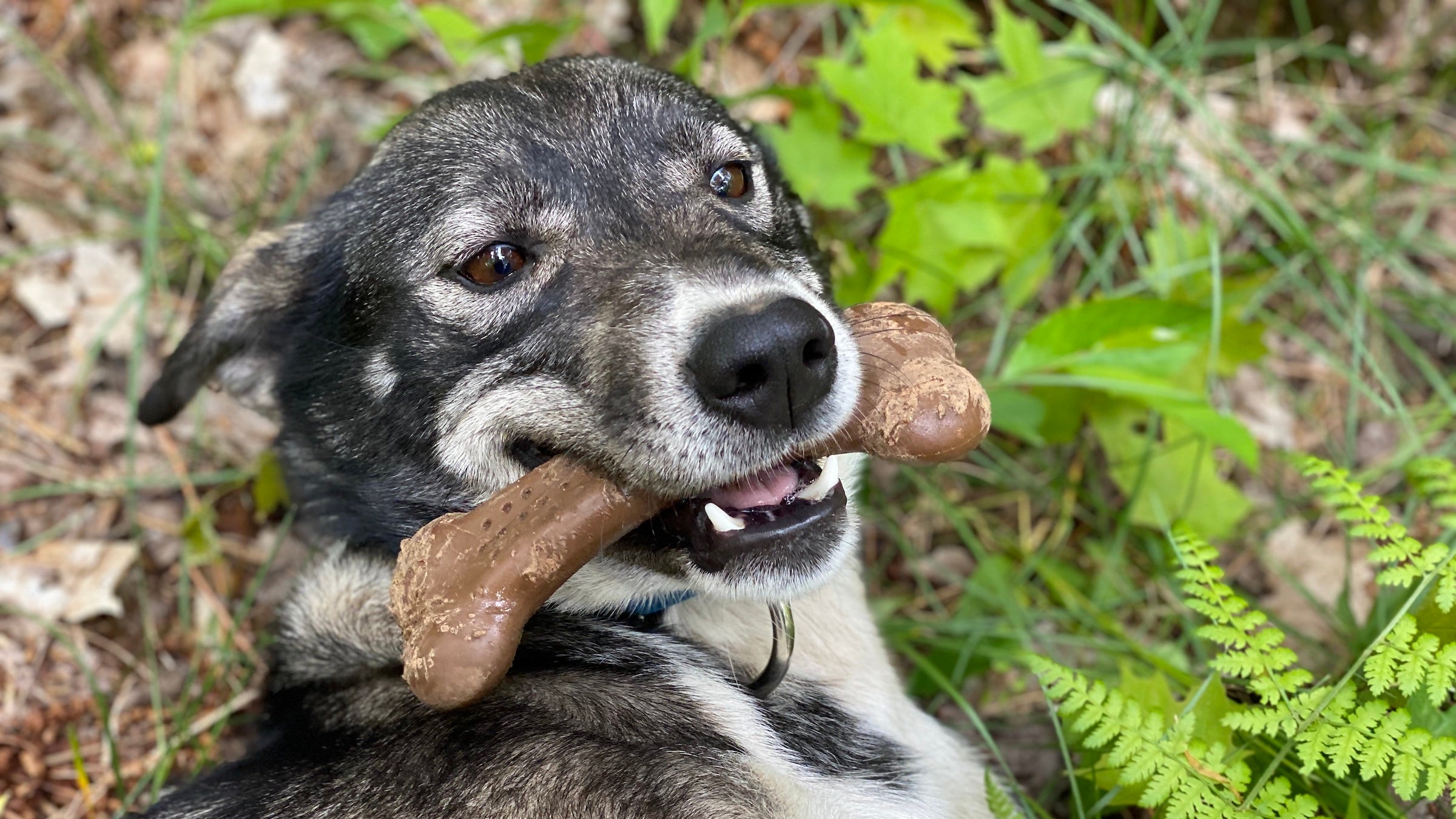 dog with the best dog toys