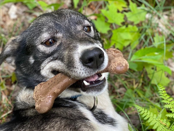 dog with the best dog toys