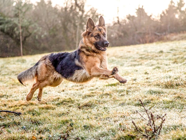 German Shepherd Dog in action