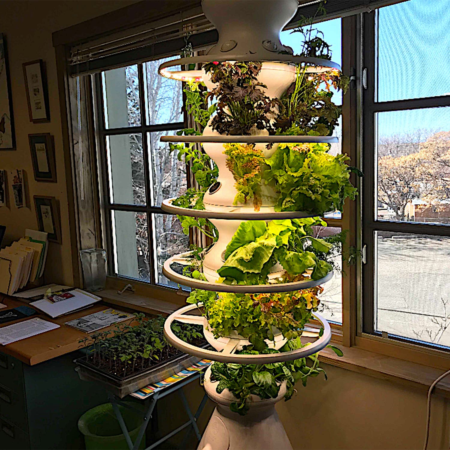 Greens growing on the Farmstand