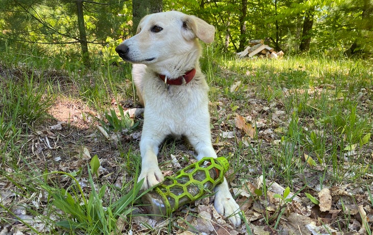 The Best Dog Toys, According to a Musher