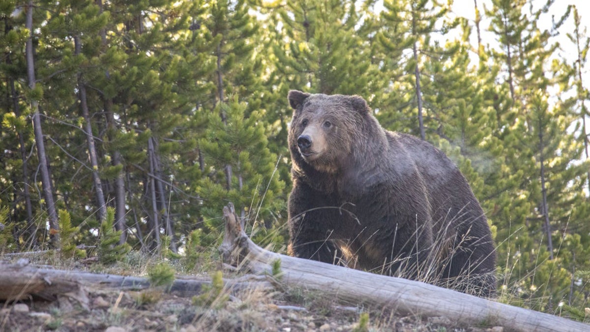 A Friendly Reminder: Wild Animals Will Still Mess You Up