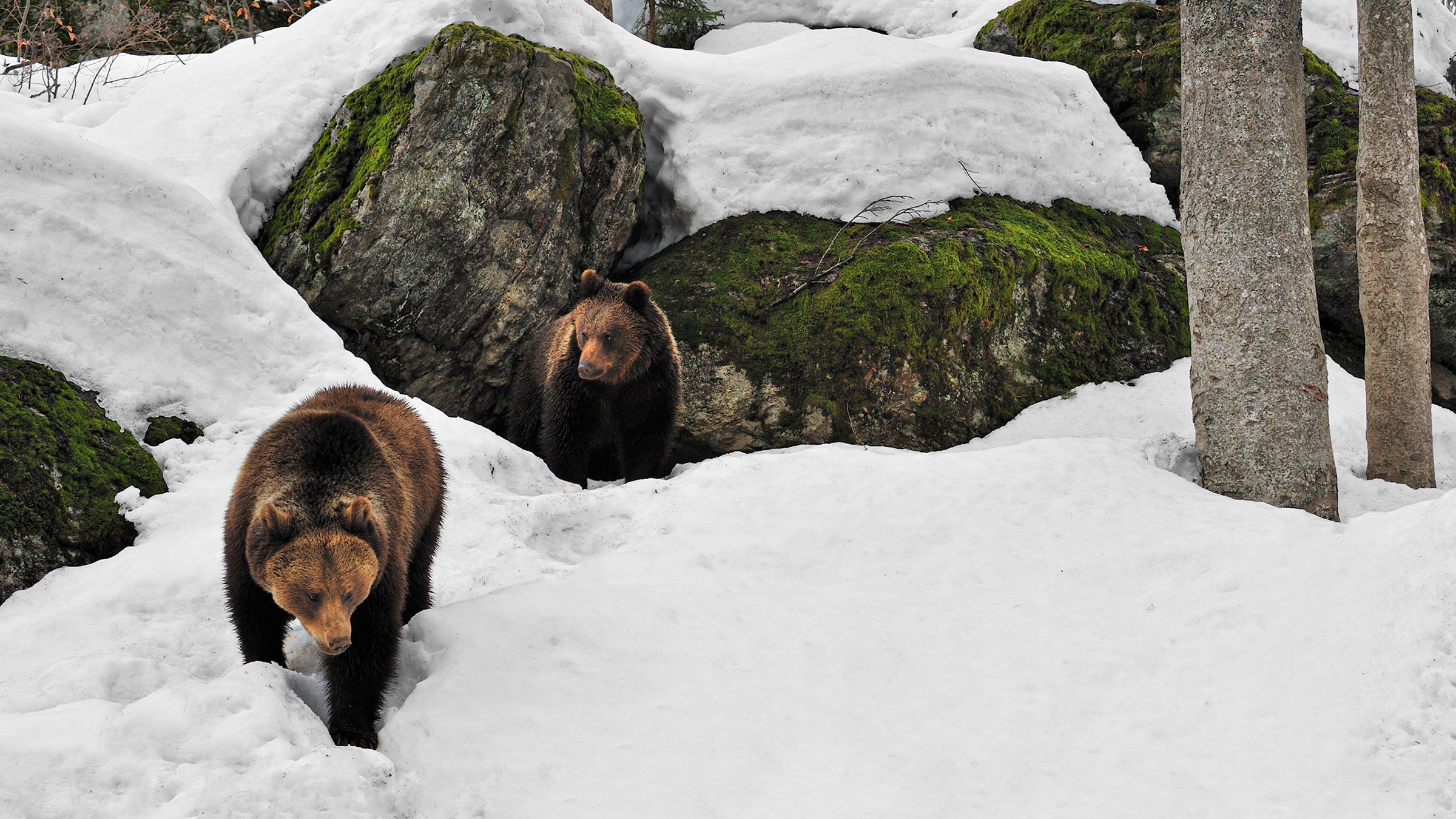 Bears mostly behaving in Haines, KHNS Radio