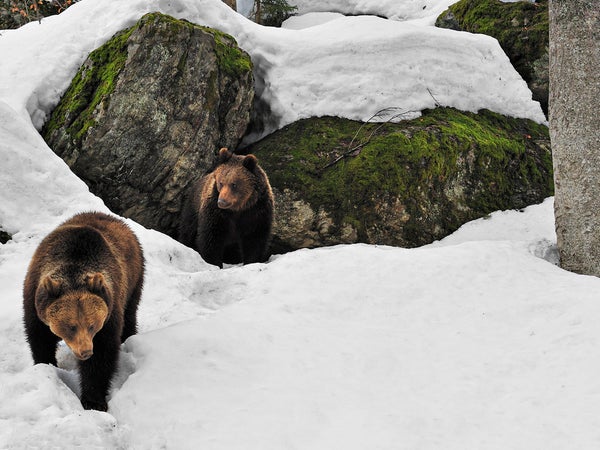 Grizzly Bear Charges At Guided Alaskan Tour in Harrowing Video