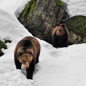 Bears coming out of den