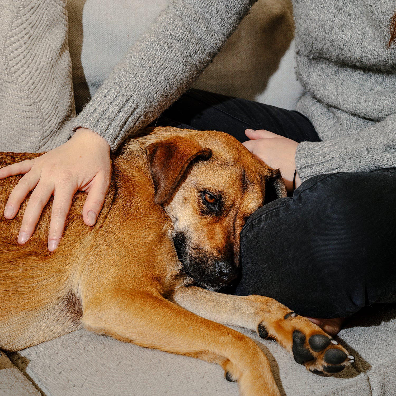 why do dogs like to cuddle in the morning