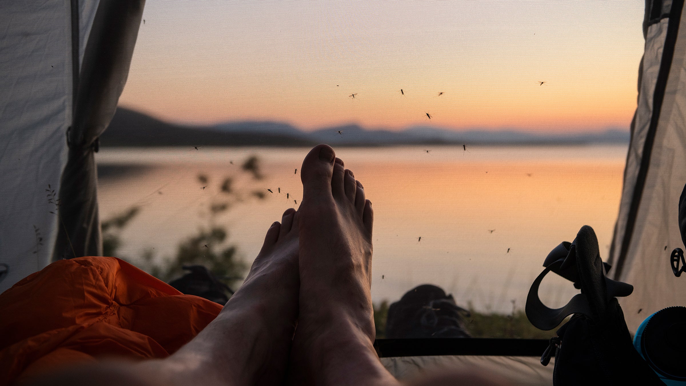 Each summer, mosquitoes emerge in seemingly biblical numbers from lakes, ponds, swamps, and forests.