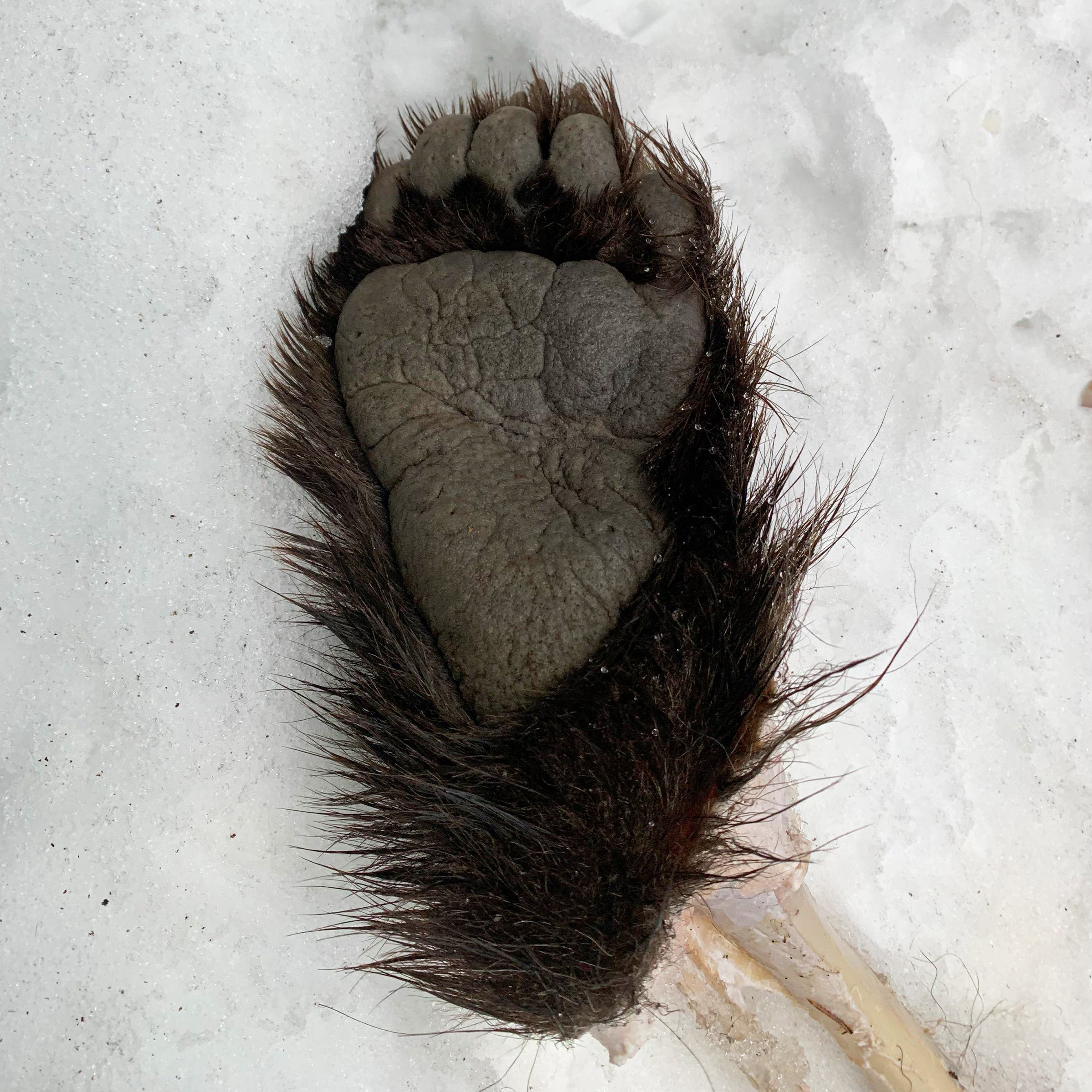 Bear paw from the carcass found near Hemert’s cabin