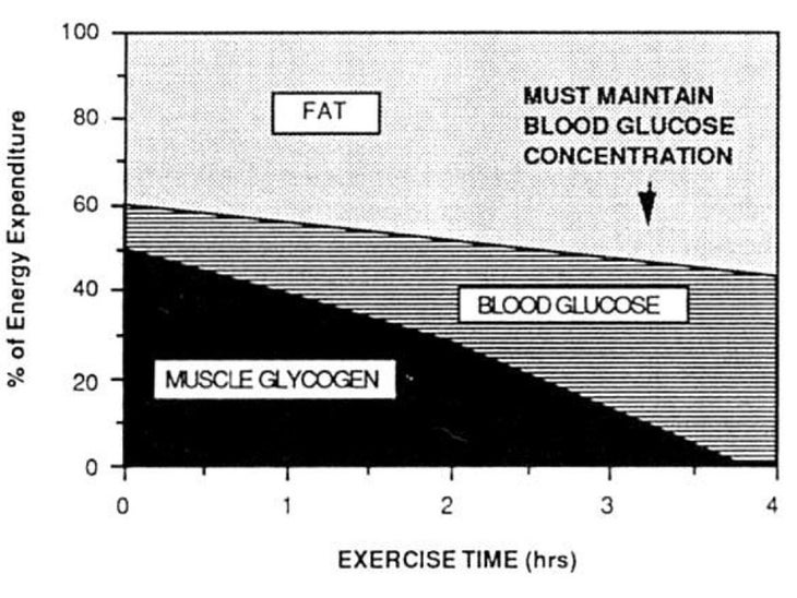 Chart of how the fuel mix shifts during prolonged exercise