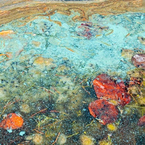 Florida, Miami Beach, North Beach, blue green algae cyanobacteria toxic bloom on water.