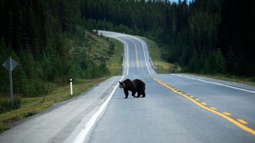 A Grizzly Bear In The Rocky Mountains.