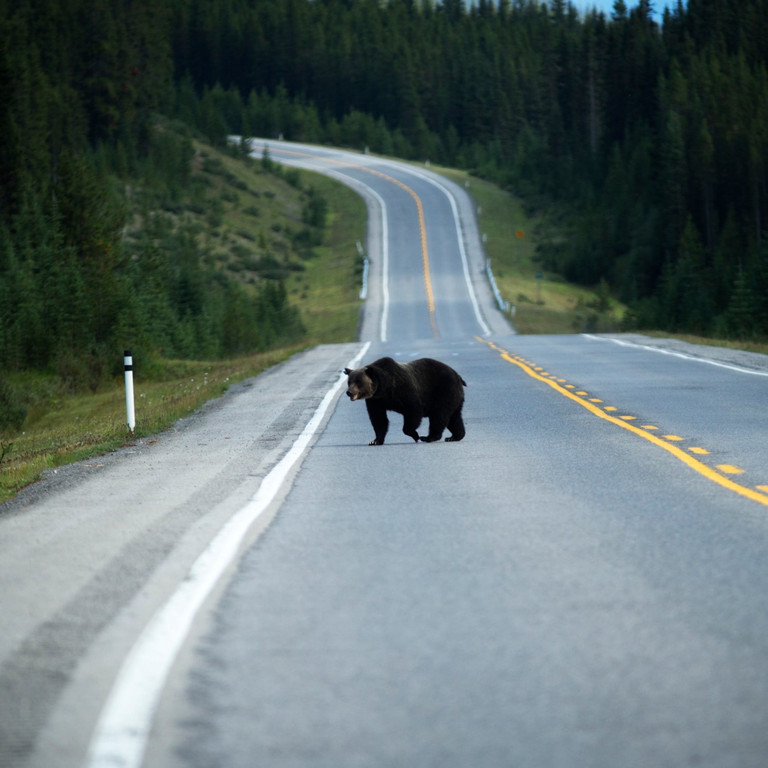 A Grizzly Bear In The Rocky Mountains.