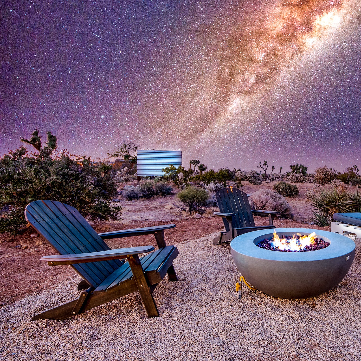 can you take dogs to joshua tree