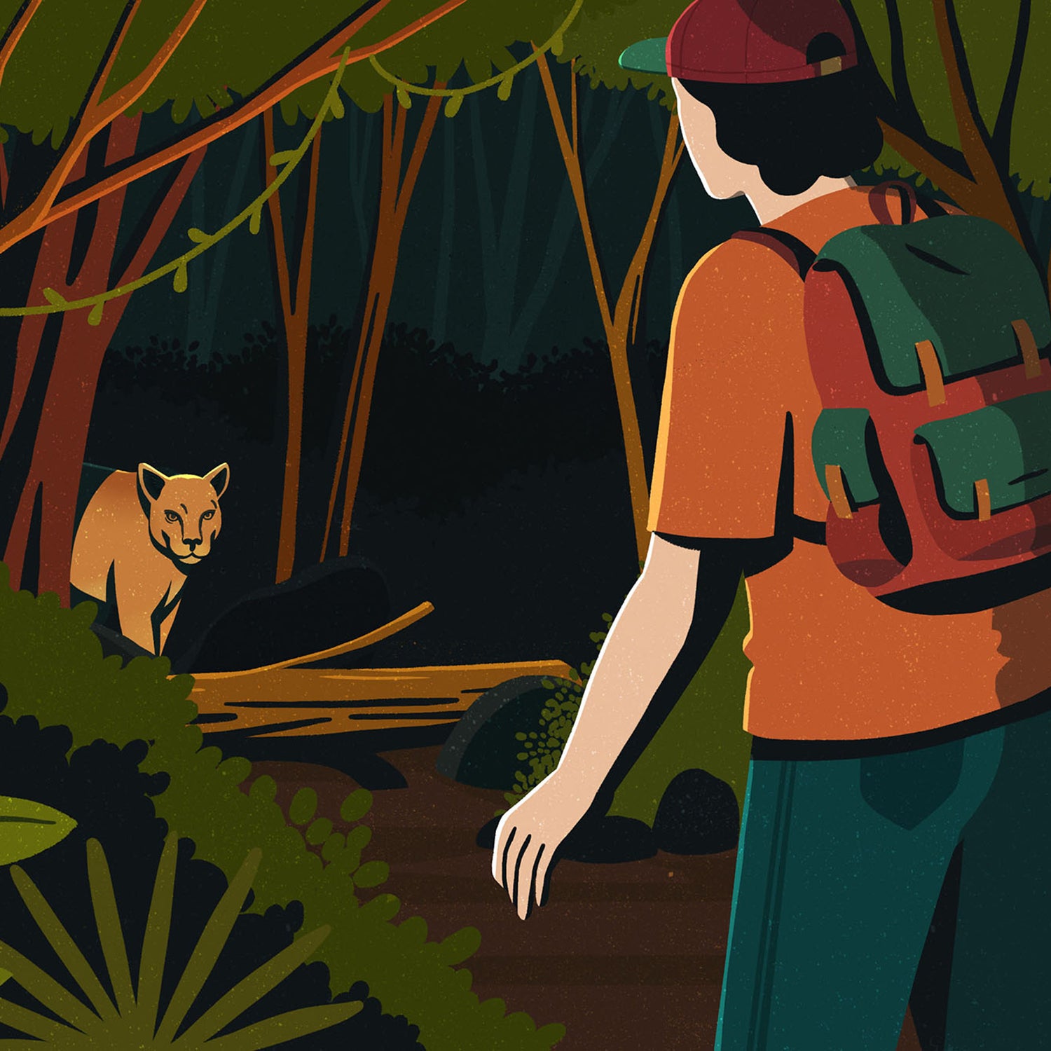 Illustration: Hiker encounters mountain lion