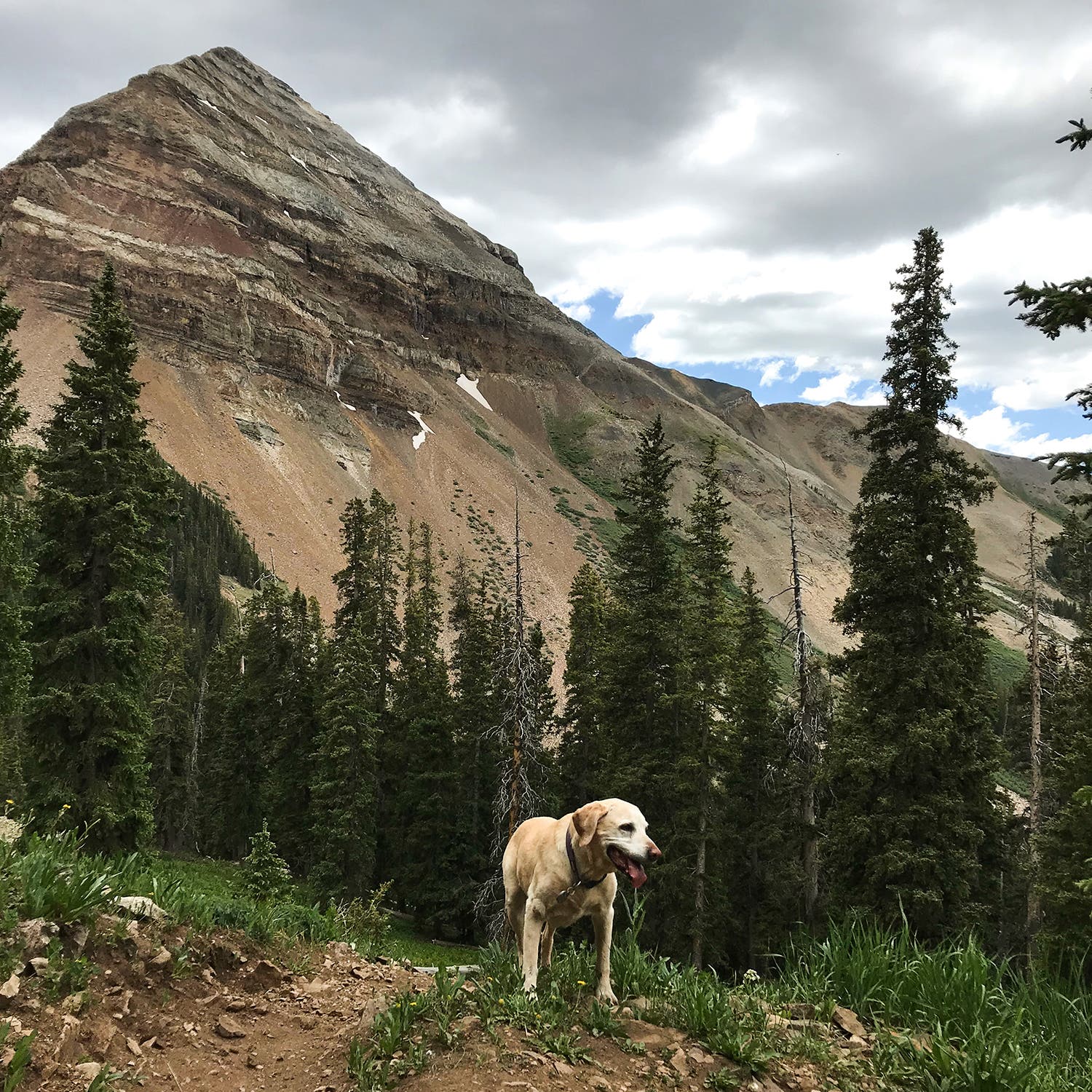 Sunny on the trail in the high country