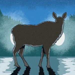 Moose in headlights illustration