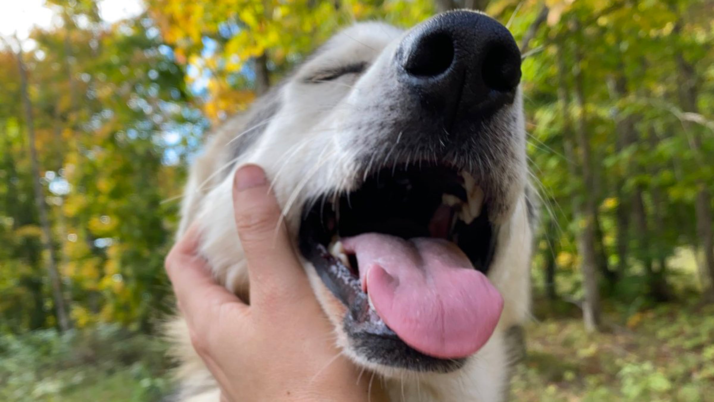 Dog Getting Internet Why We Love an Internet Dog - Outside Online