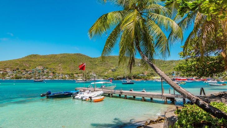 Palm tree on Bequia Island.