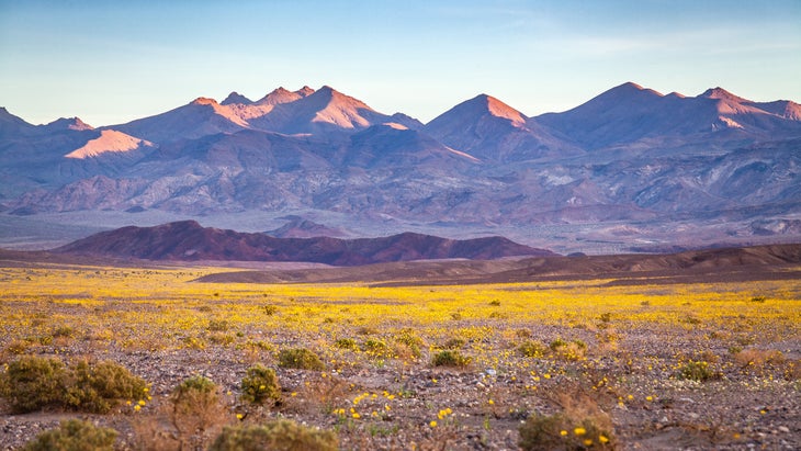 A rare "super bloom" event covering large expanse of the desert valley floor with wild flowers, dominated by the golden yellow of desert gold flowers (also known as desert sunflowers or Geraea canescens) in Death Valley National Park in California. The Amargosa mountains rise over the valley in the background.