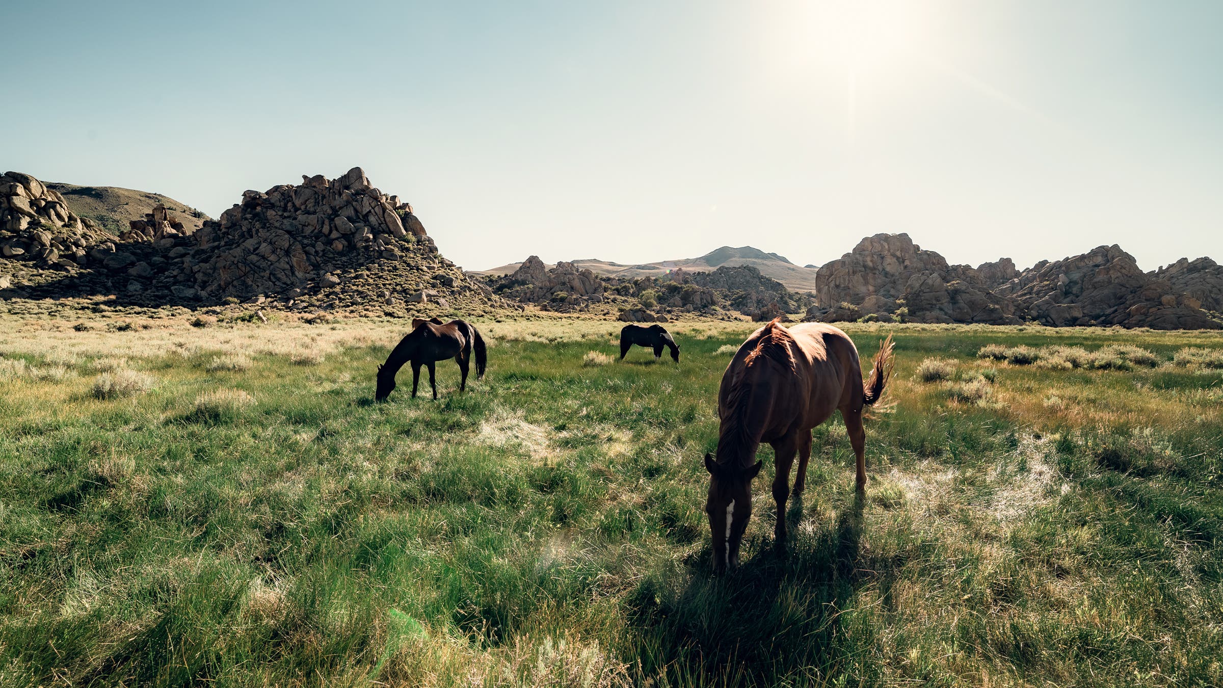 Horses Lefty, Mick, Starbuck, and Tex grazing on the mountain between workdays
