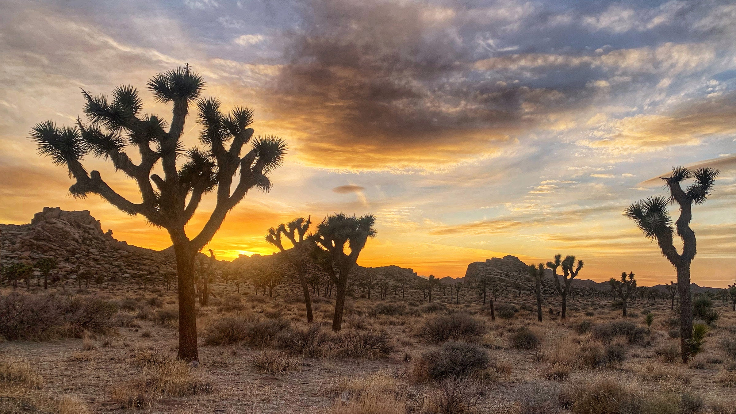 In September, a case to list the iconic Joshua tree as threatened on the endangered species list came down on the side of the trees.